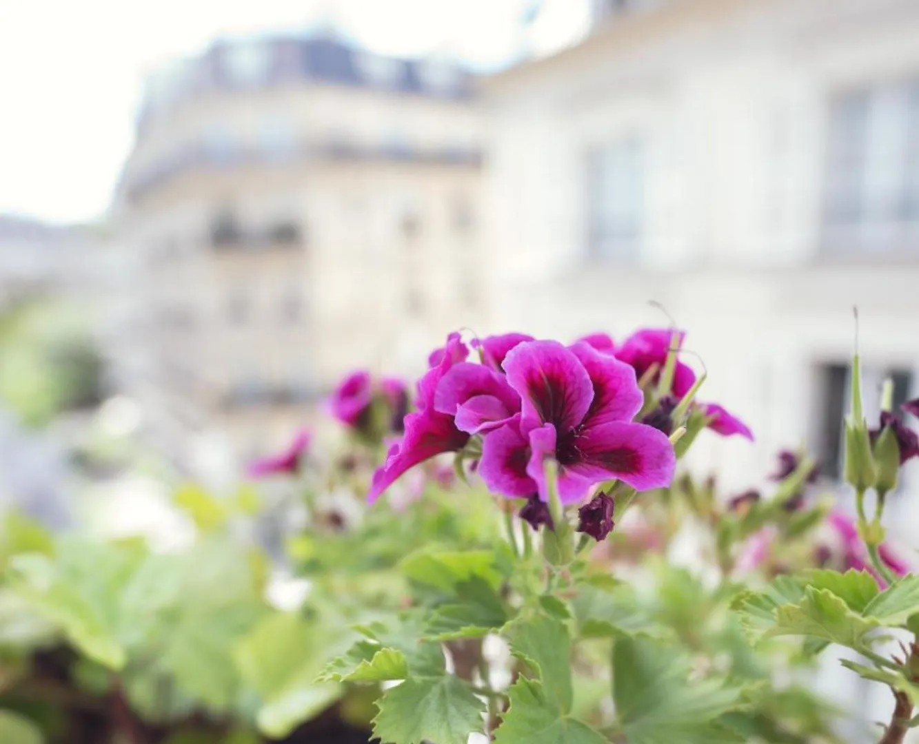 -rodier-